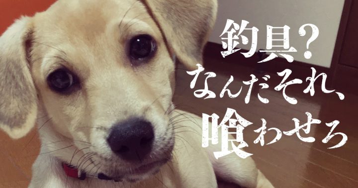 子犬と奮闘しています